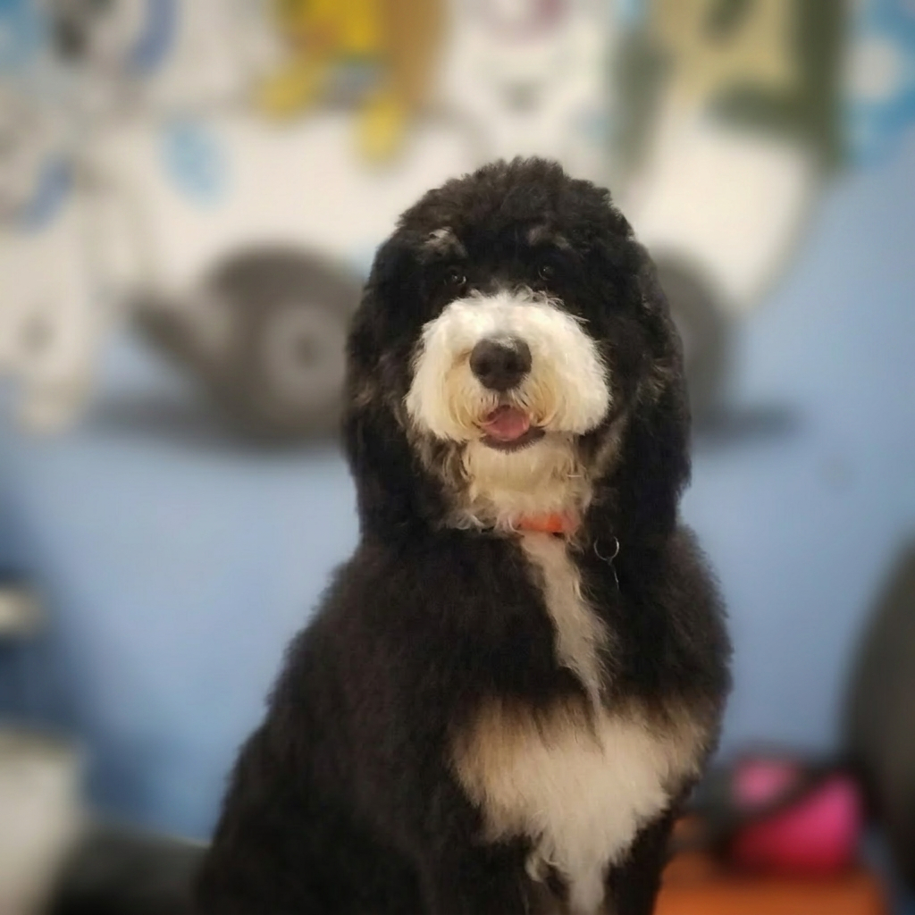Black and white bernedoodle with a happy smile