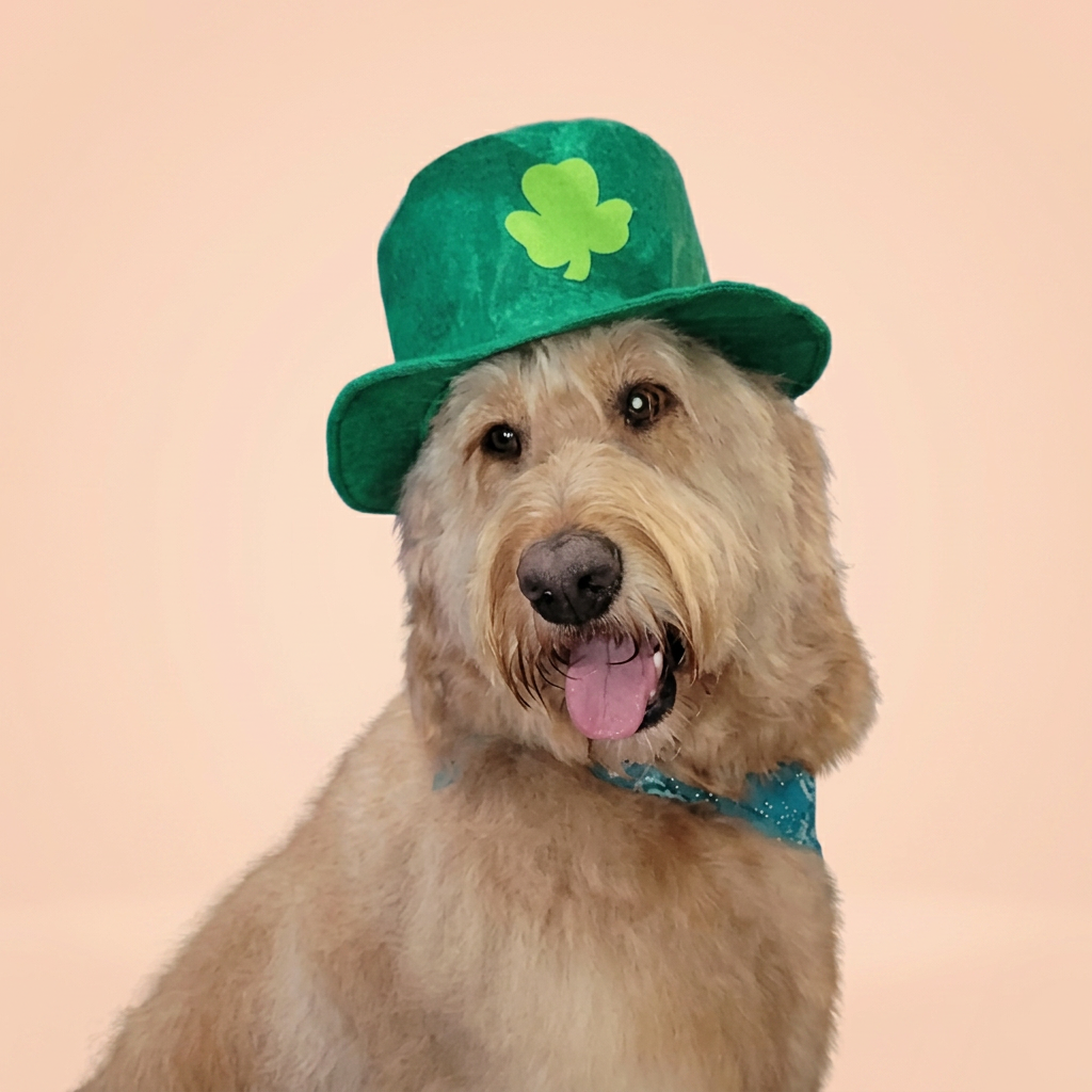 Goldendoodle in a green St. Patrick's Day hat