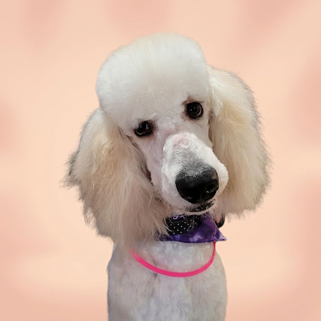 Freshly groomed white standard poodle with purple bandana