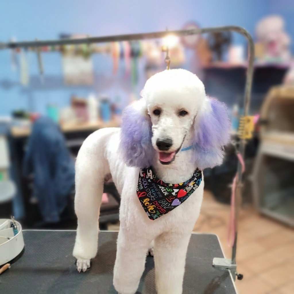 White poodle with lavender-dyed ears and colorful bandana