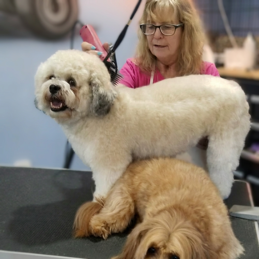 Tammy grooming a fluffy white dog
